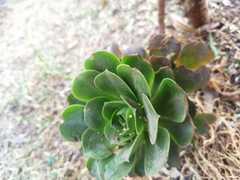 Aeonium arboreum arboreum