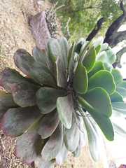 Aeonium arboreum arboreum