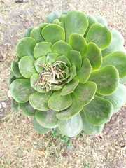 Aeonium arboreum arboreum