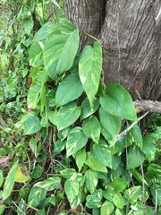 Epipremnum aureum