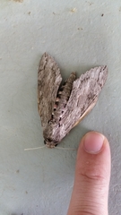 Agrius convolvuli convolvuli