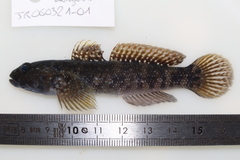 Mauligobius maderensis