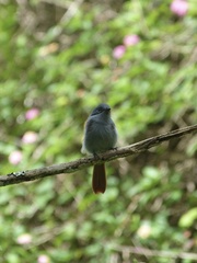 Terpsiphone bourbonnensis bourbonnensis