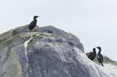 Leucocarbo chalconotus