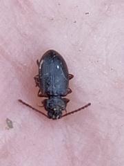 Anaedus