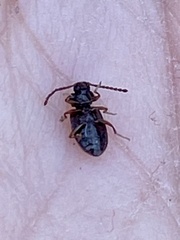 Anaedus
