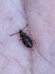 Anaedus