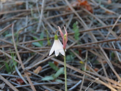 Acis trichophylla