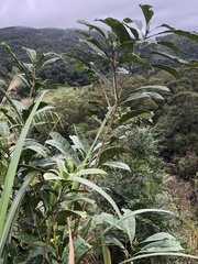 Osmanthus matsumuranus