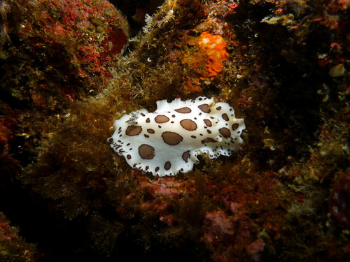 Photo of Dalmatian doris (Discodoris atromaculata)