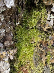 Rhynchostegium serrulatum