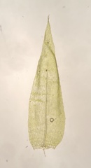 Rhynchostegium serrulatum