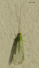 Cunctochrysa albolineata