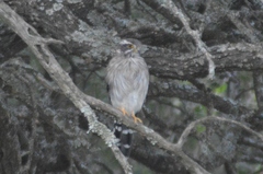 Spiziapteryx circumcincta