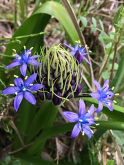 Scilla peruviana