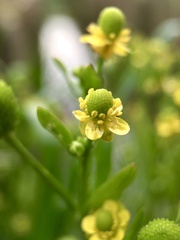 Ranunculus sceleratus