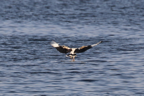 Palm-nut Vulture