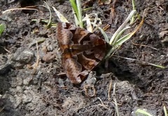 Euclidia ardita