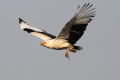 Palm-Nut Vulture photo 4