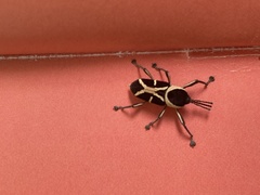 Eugnoristus monachus