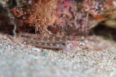 Vanneaugobius canariensis