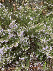 Conradina canescens image