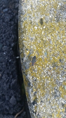 Heteroptera