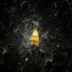 Heteroteucha translatella