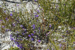 Amphithalea biovulata