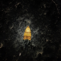 Heteroteucha translatella