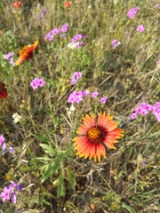 Gaillardia amblyodon
