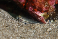 Gnatholepis thompsoni