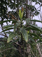 Symplocos wikstroemiifolia