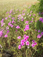 Phlox drummondii