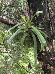 Cleisostoma paniculatum