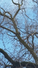 Colaptes auratus