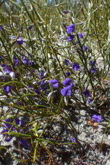 Amphithalea biovulata