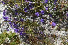 Amphithalea biovulata