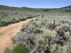 Astragalus andersonii