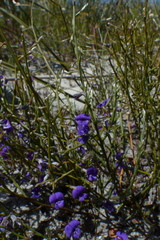 Amphithalea biovulata