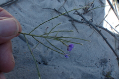 Amphithalea biovulata