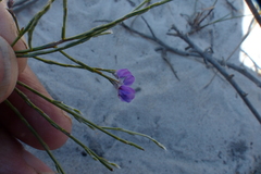 Amphithalea biovulata