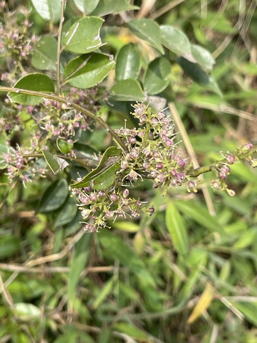 Zanthoxylum scandens iNat (1)