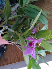 Guarianthe