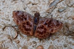 Ebrietas