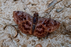 Ebrietas