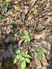 Ranunculus hispidus hispidus