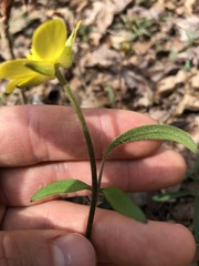Ranunculus hispidus hispidus