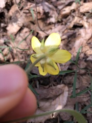 Ranunculus hispidus hispidus