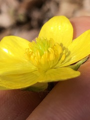 Ranunculus hispidus hispidus